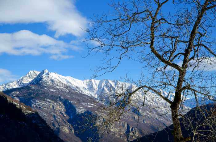 雪に覆われた山々と青い空の景色と枯れた木